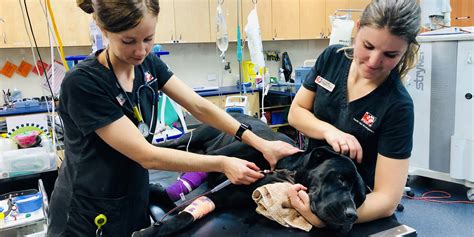 emergency vet highland indiana.